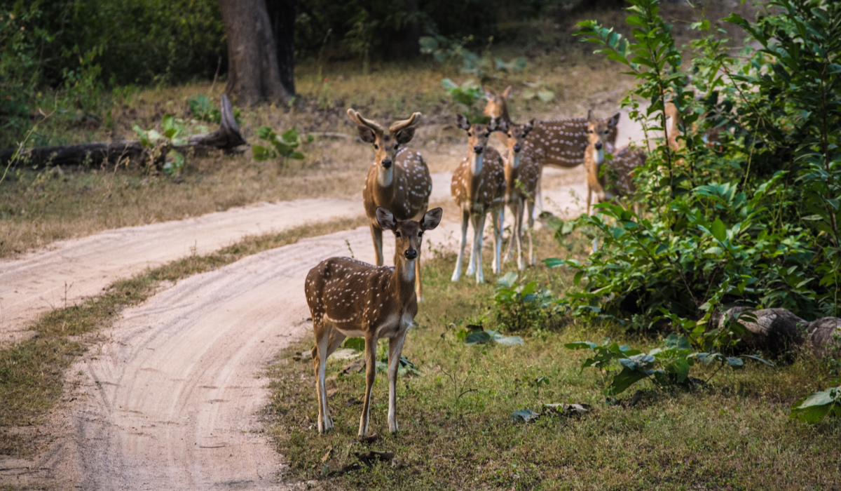 Tiger roaming in forest during Pench National Park safari in Madhya Pradesh