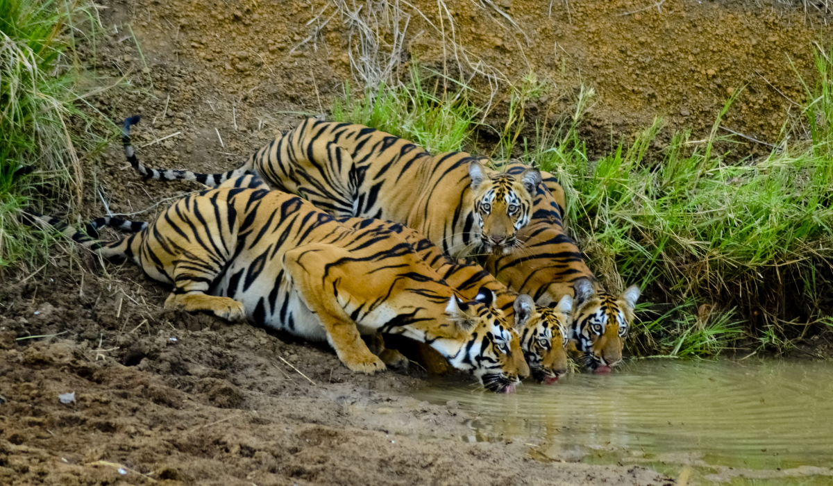 Bengal tiger spotted during jeep safari in Tadoba National Park Maharashtra